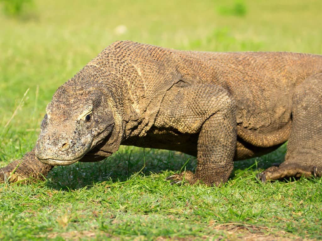 Komodo dragon on the shore near dive sites