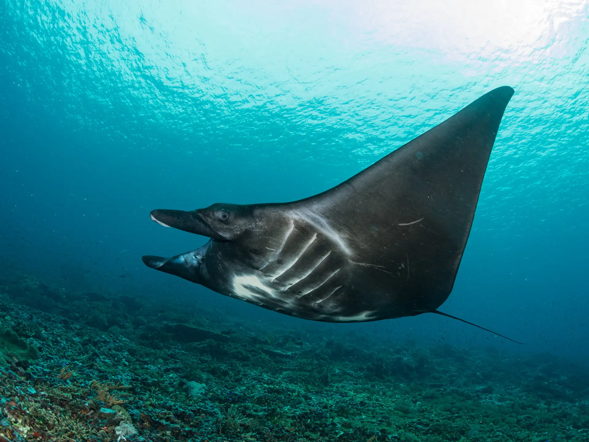 Manta ray in Komodo National Park