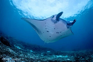 Scuba diver exploring Komodo National Park with Manta Dive Komodo Dive Center