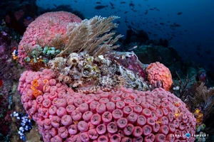 Vibrant coral reef at Crystal Rock dive site in Komodo