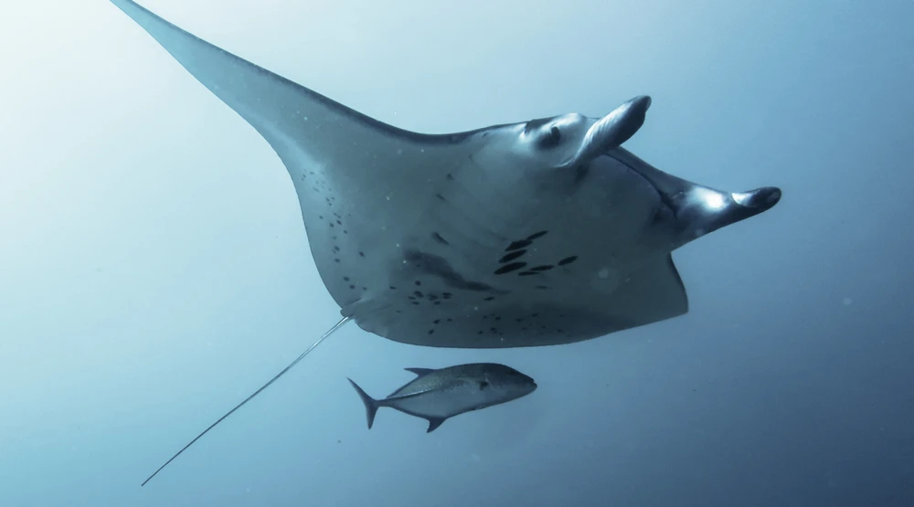 Divers encountering manta rays at Manta Point from a speed boat