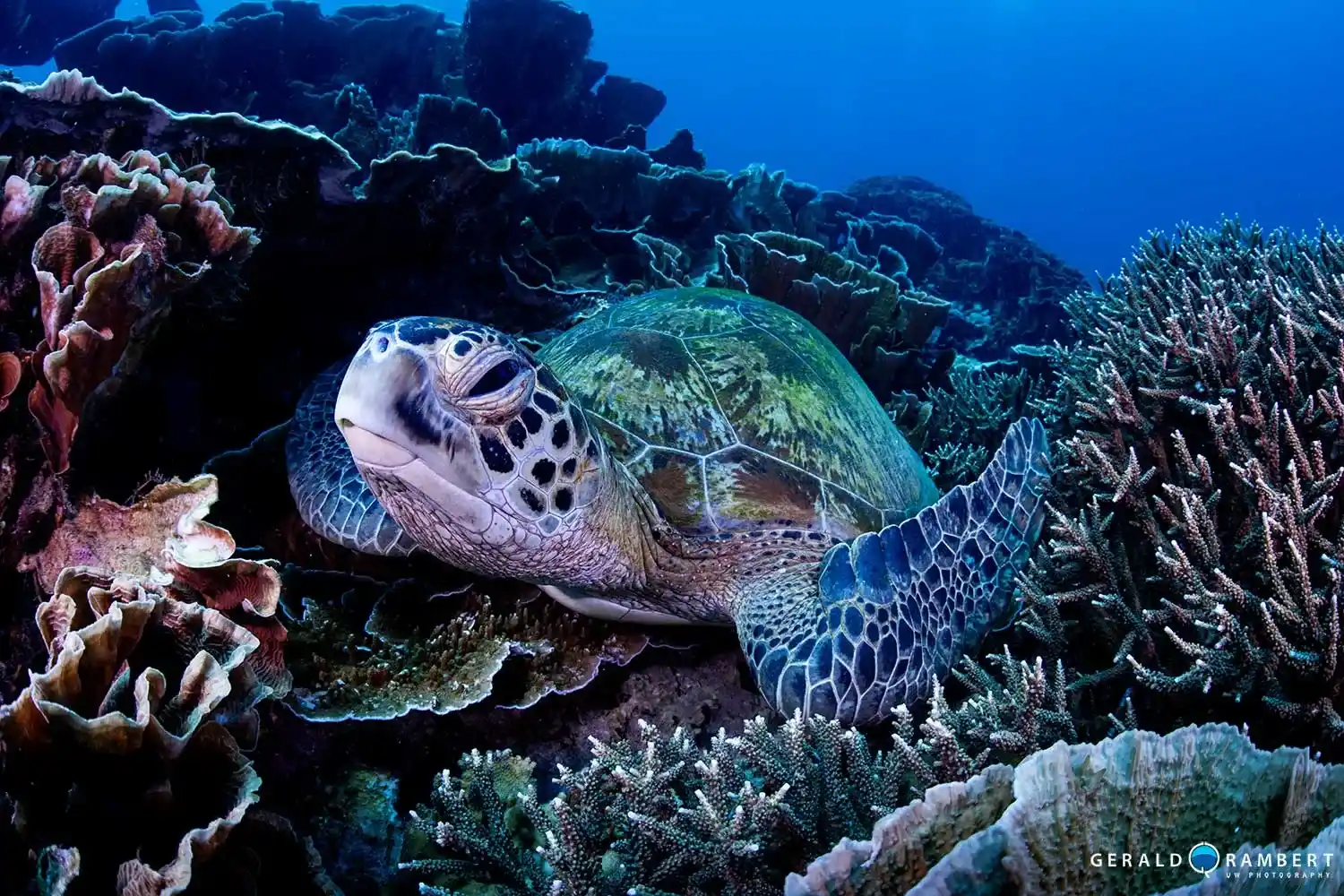 Try Diving in Komodo