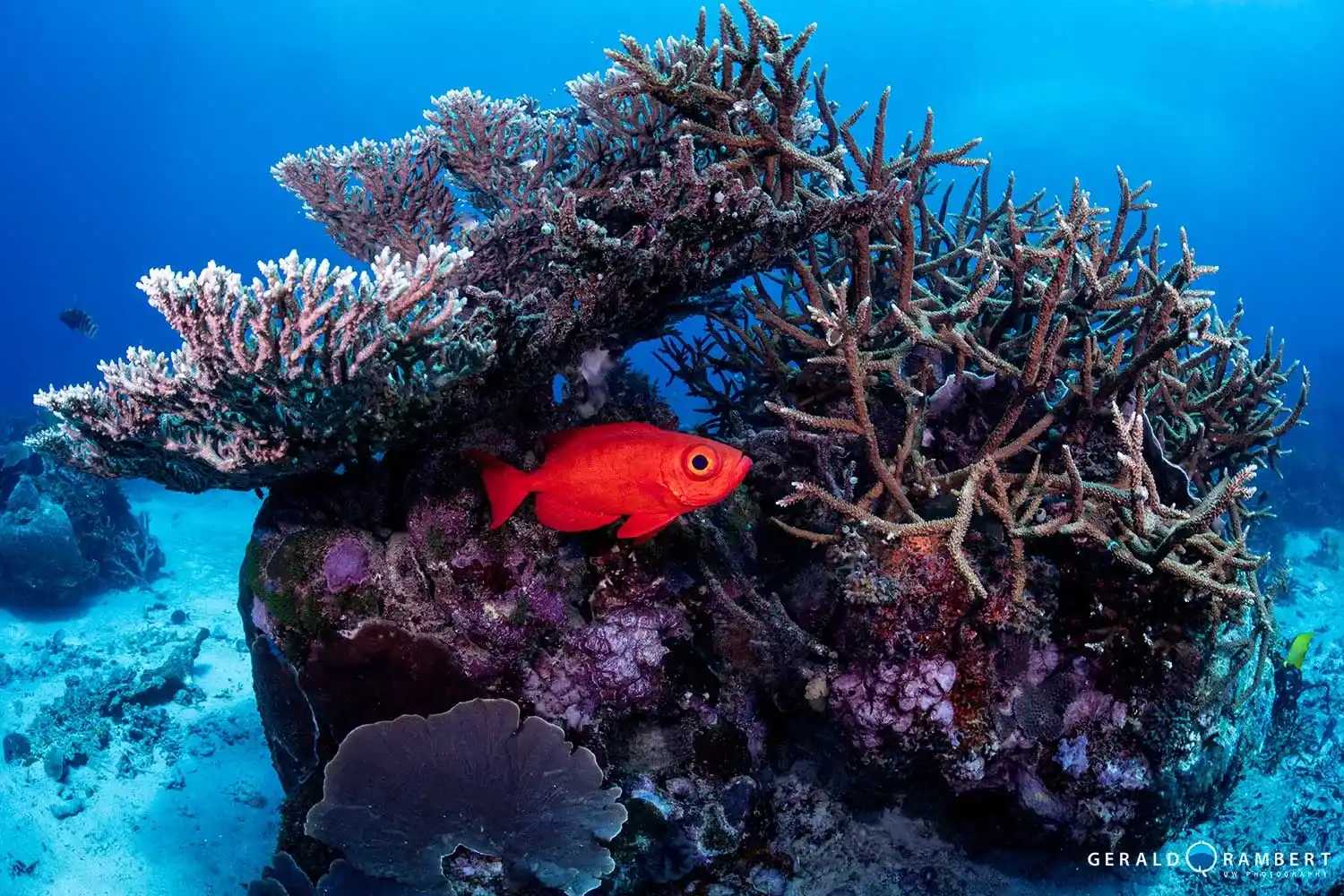 Diver exploring Three Sisters pinnacles surrounded by schooling fish