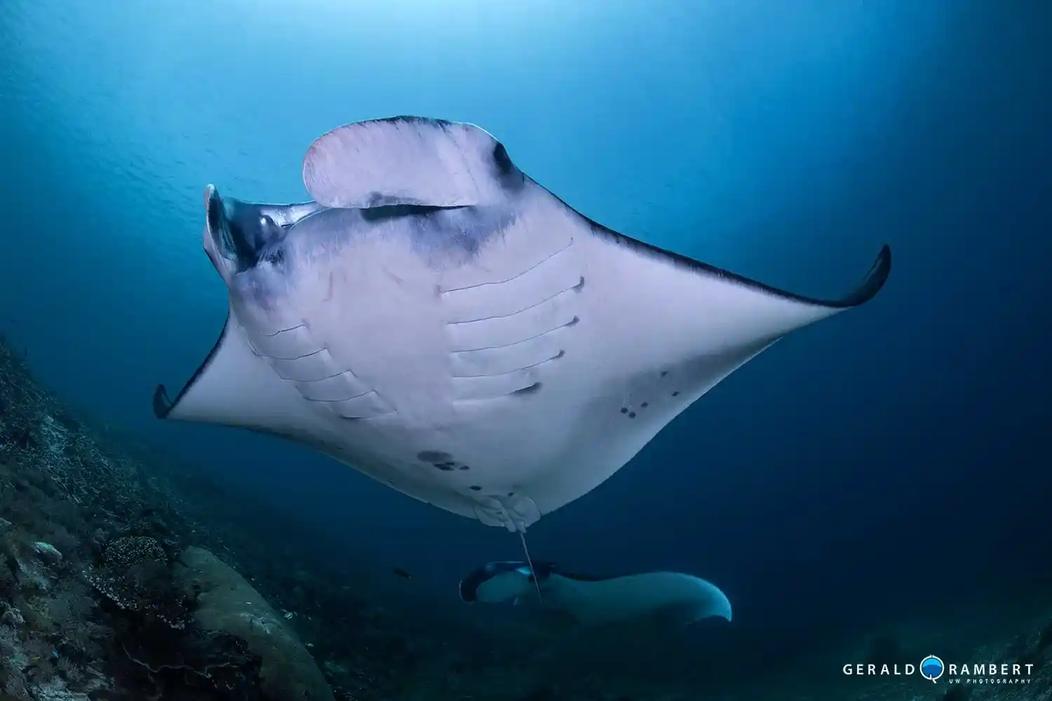 A group of manta rays feeding at Manta Alley, Komodo