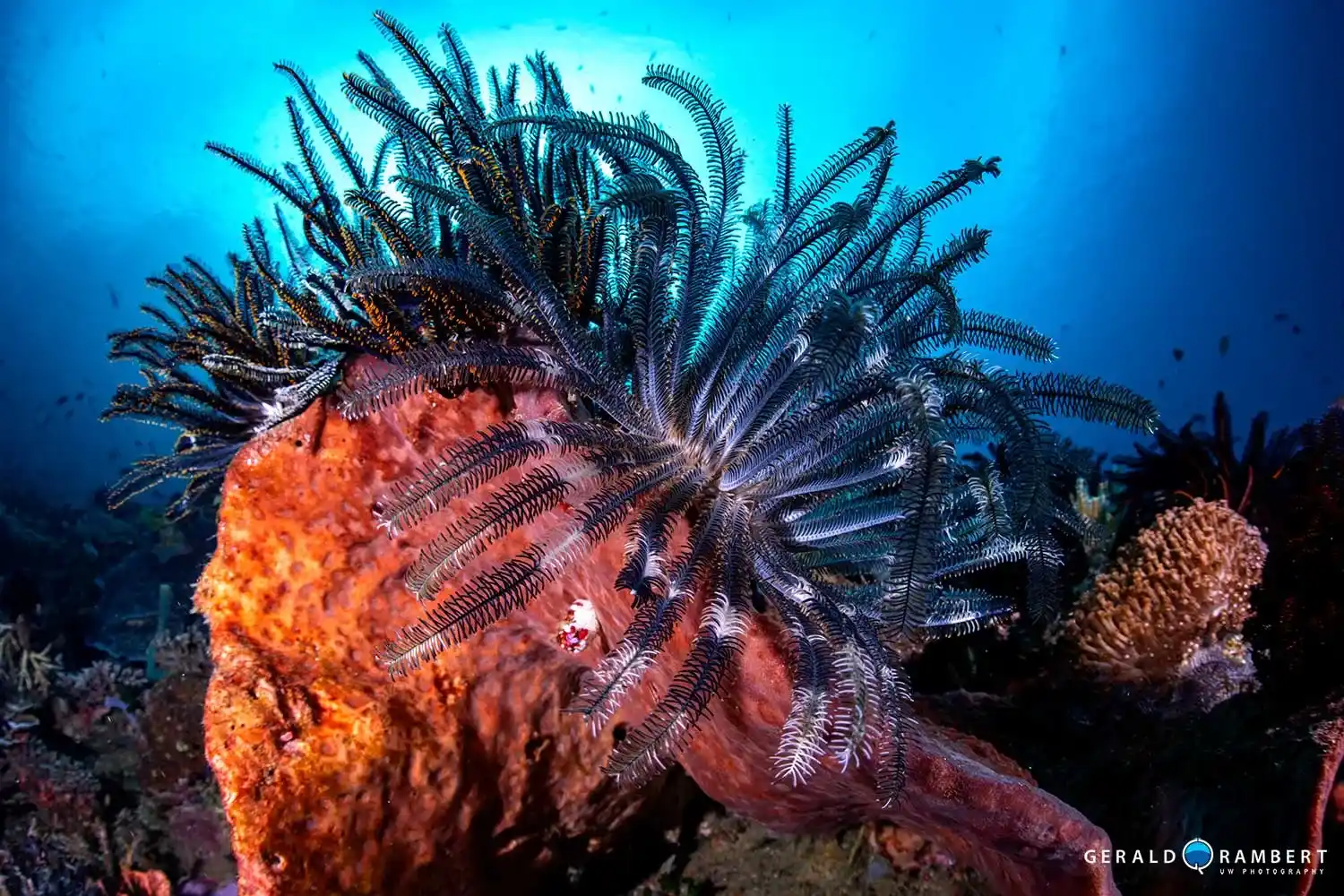 PADI Open Water Course