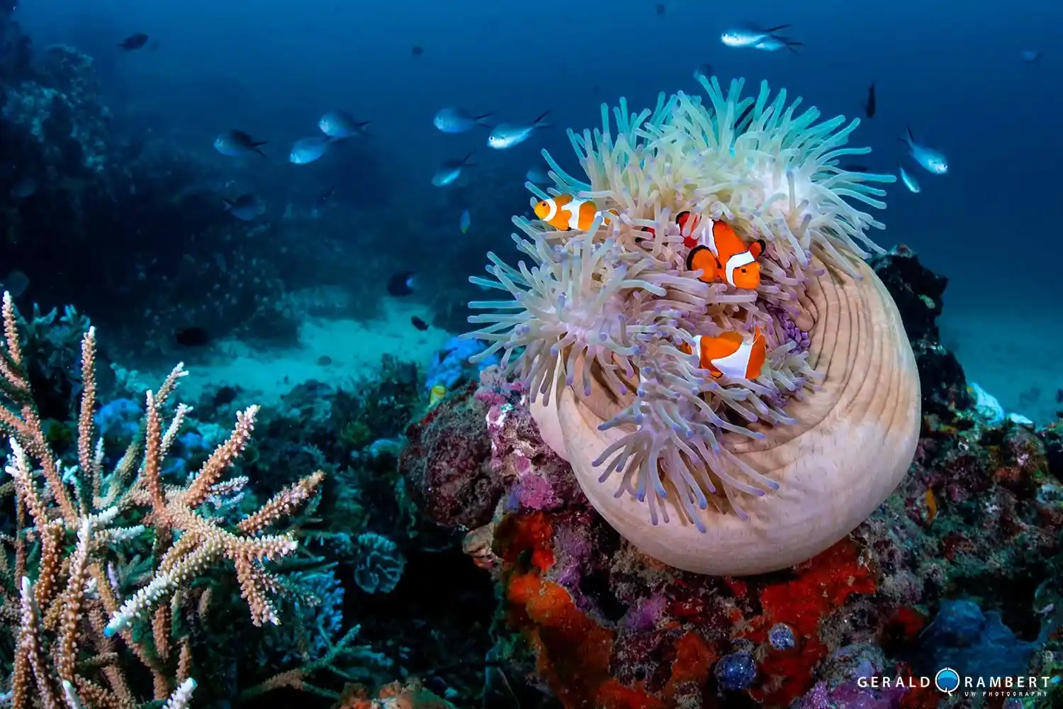 A Rhinopias camouflaged in Secret Garden’s soft corals