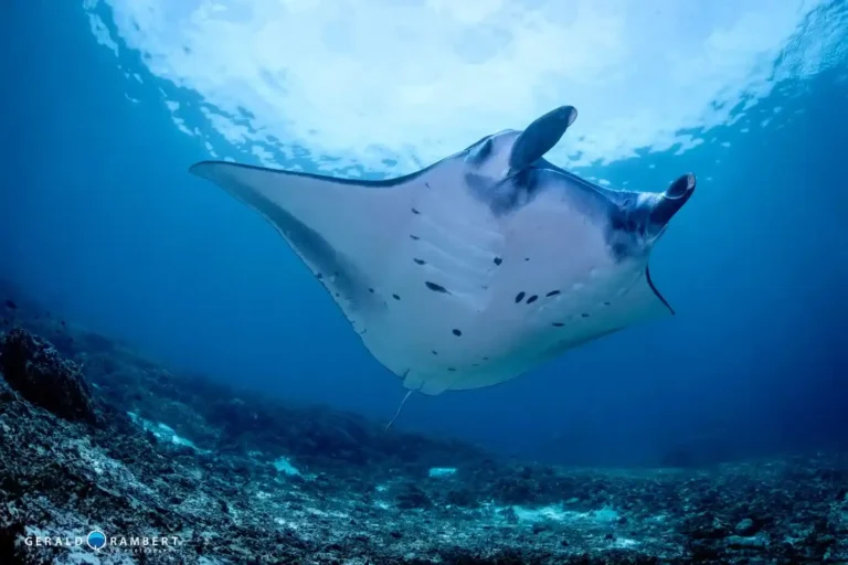Raie manta de récif à une station de nettoyage à Komodo