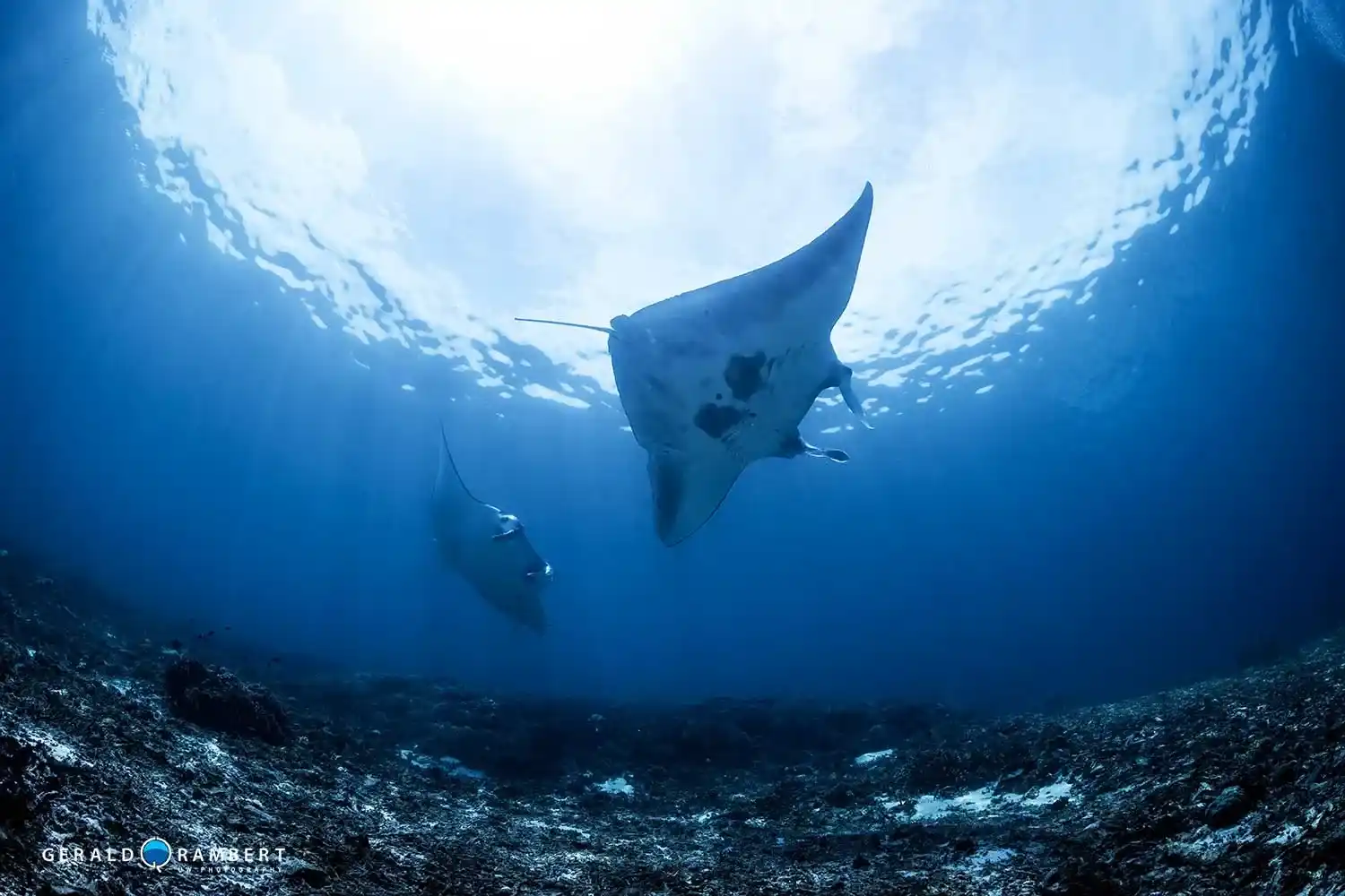 Manta rays at a cleaning station in Manta Point, Komodo