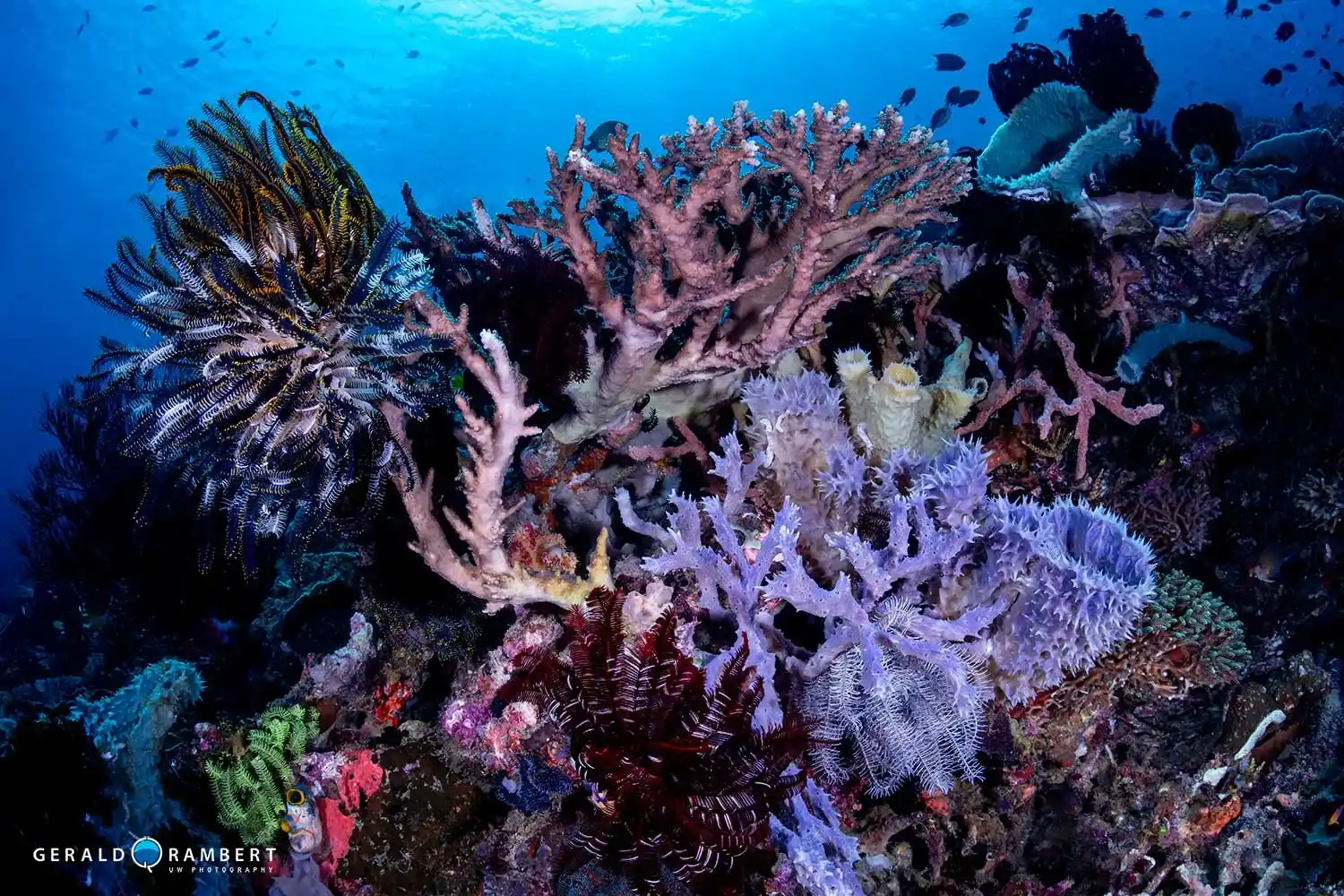 Divers riding Komodo’s “Shotgun” current between two islands