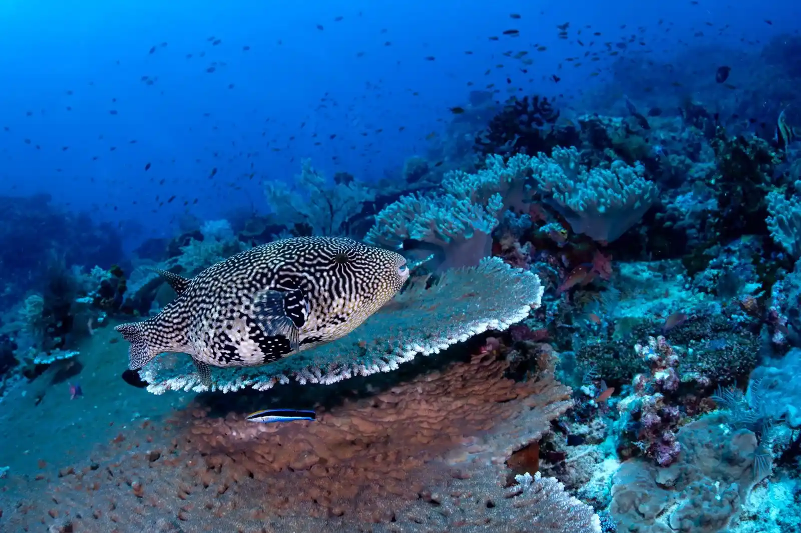 Eagle rays gliding past Crystal Rock’s coral-covered seamount