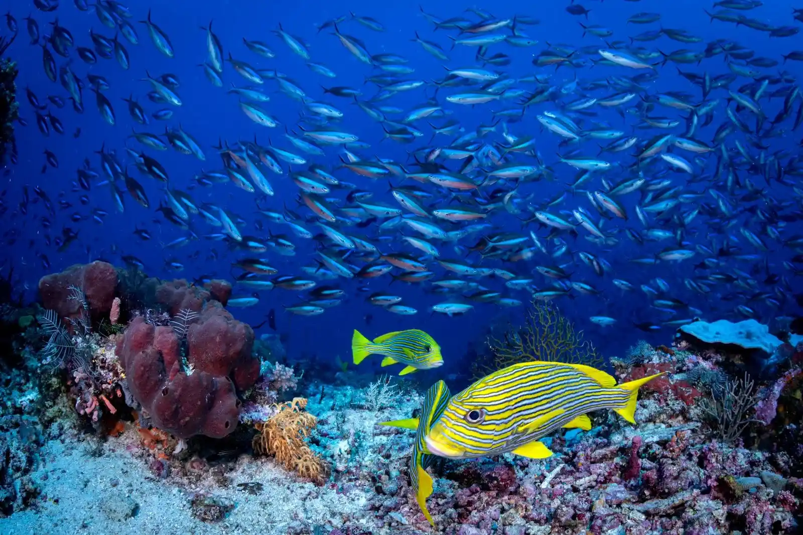 Schooling barracudas circling Castle Rock’s current-swept pinnacle in Komodo