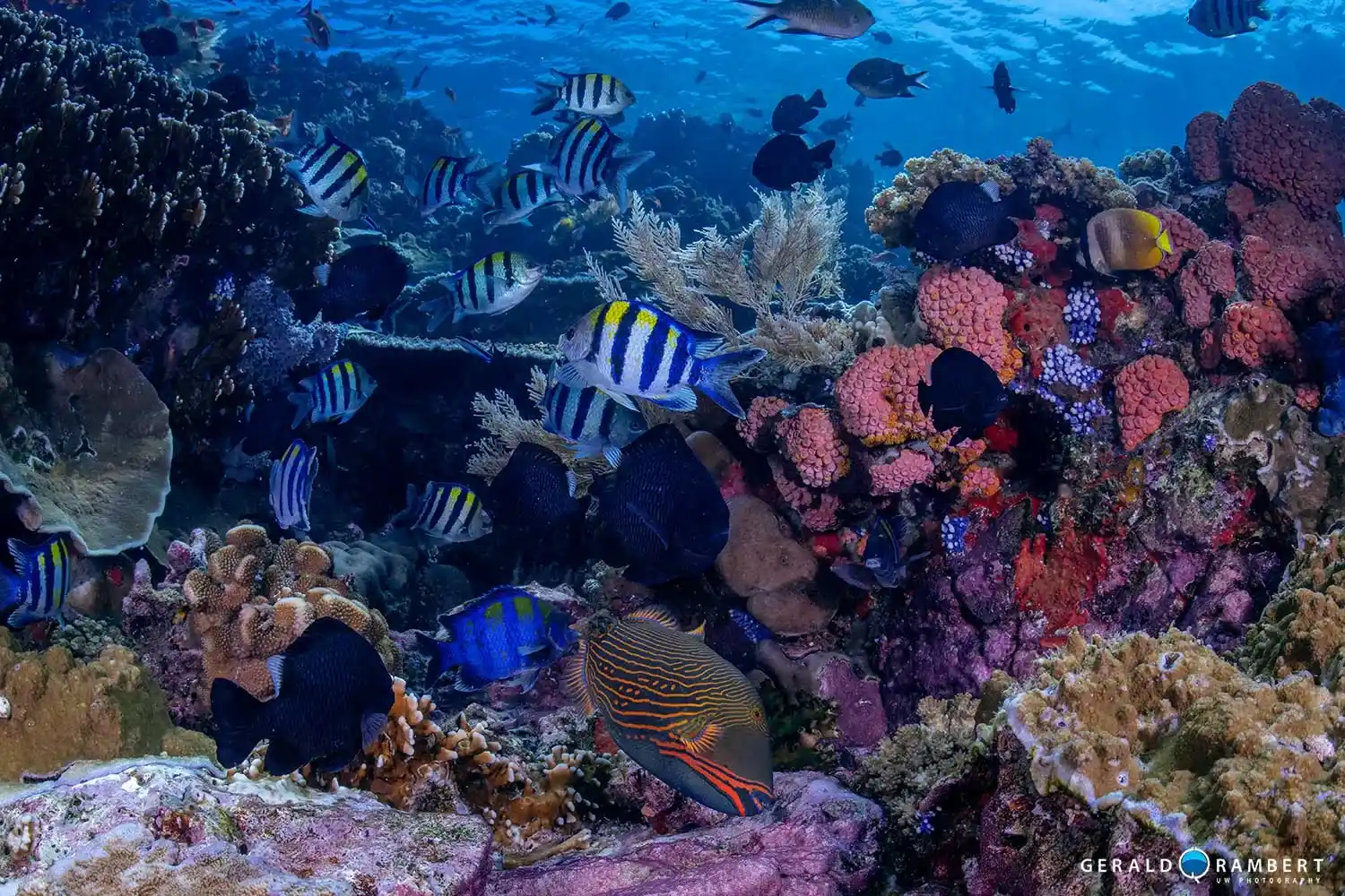 Colorful anthias swarming Batu Bolong’s coral-covered slopes