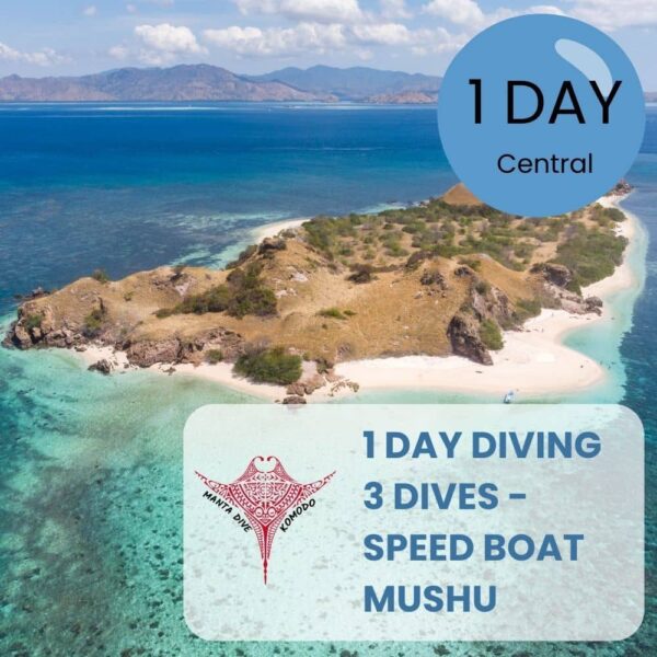 1-day-diving-Komodo-Speed-Boat