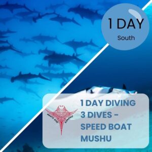 Hammerhead-and-Manta-Alley-Dive-Komodo-Speed-Boat