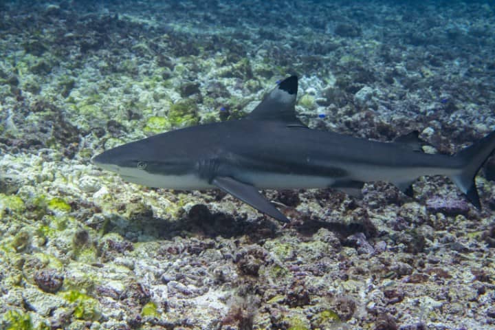 Requin gris de récif en plongée à Komodo